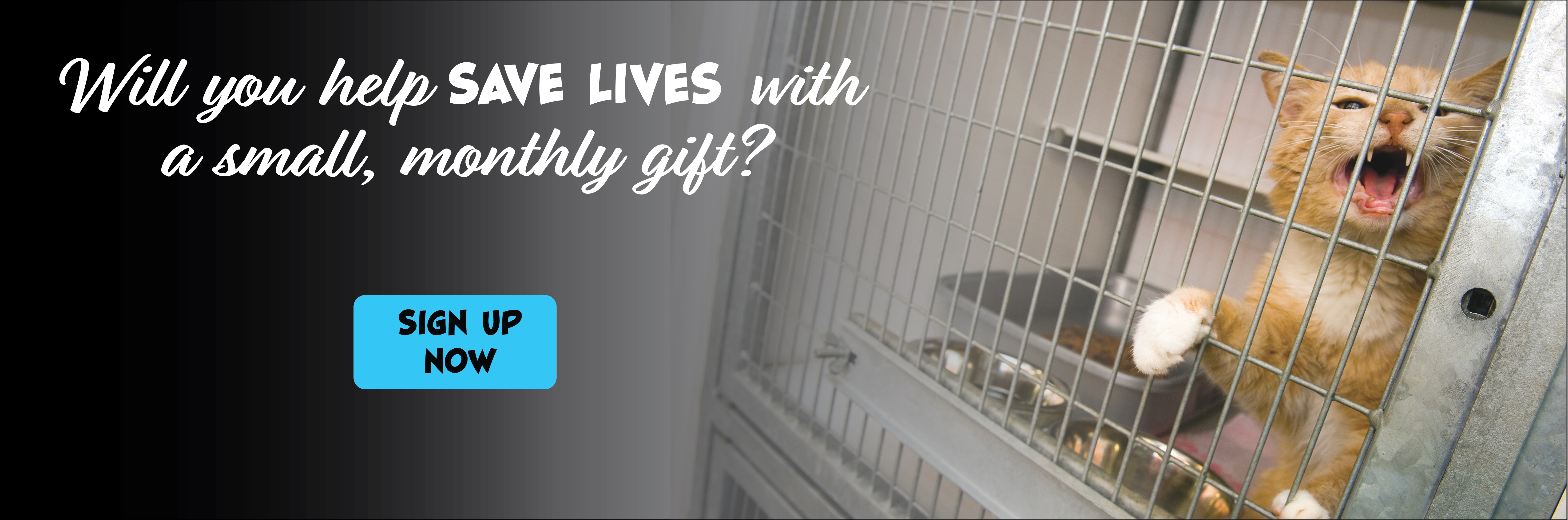 Wichita Animal Action League | Wichita Animal Rescue | Wichita, KS